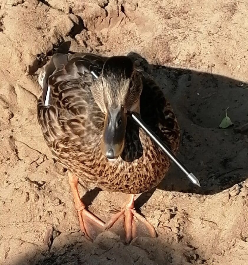 В Твери расстреливают уток из арбалета В Твери расстреливают уток из арбалета