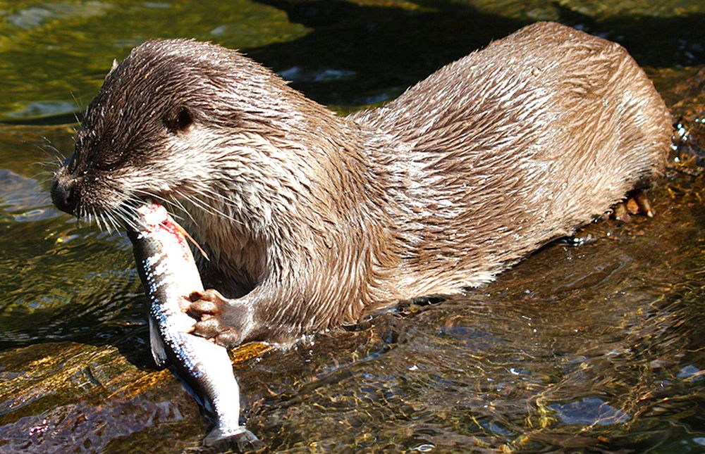 В Тверской области у лесных рек считали редких выдр