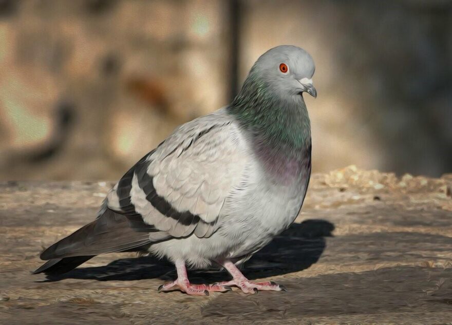 Зомби-голуби: чем опасен вирус Ньюкасла для людей