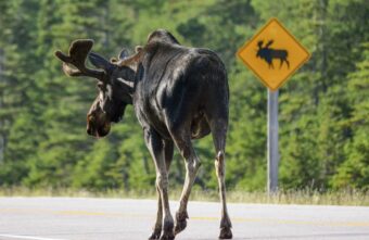 Водителю придется возместить ущерб за гибель лося в Тверской области Водителю придется возместить ущерб за гибель лося в Тверской области