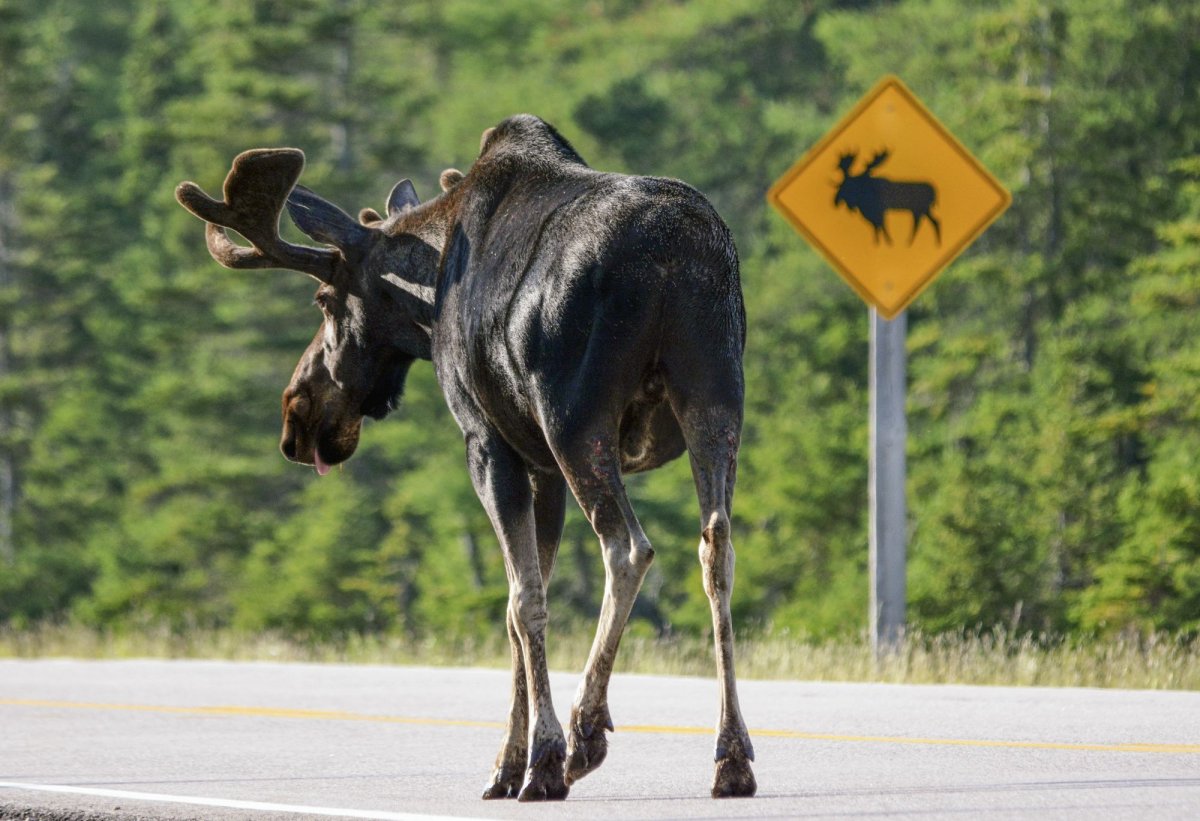 Водителю придется возместить ущерб за гибель лося в Тверской области