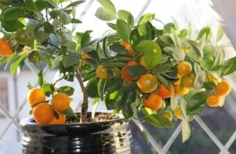 Врач рассказал о неожиданной пользе комнатных растений