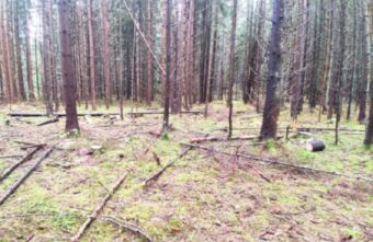 Житель Тверской области решил использовать для строительства незаконно срубленные деревья Житель Тверской области решил использовать для строительства незаконно срубленные деревья