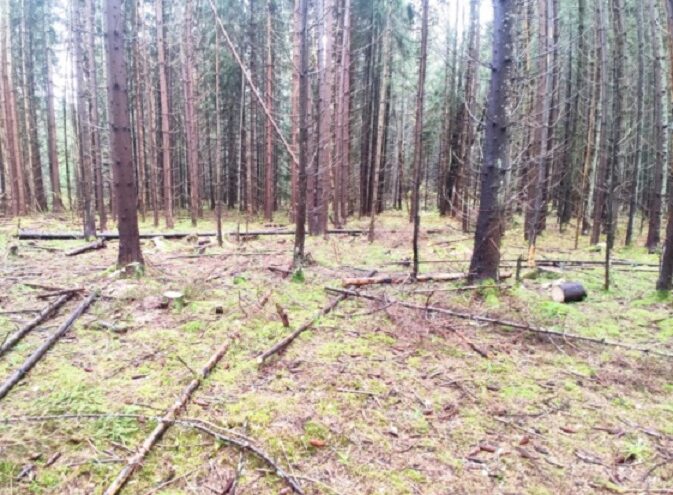 Житель Тверской области решил использовать для строительства незаконно срубленные деревья Житель Тверской области решил использовать для строительства незаконно срубленные деревья