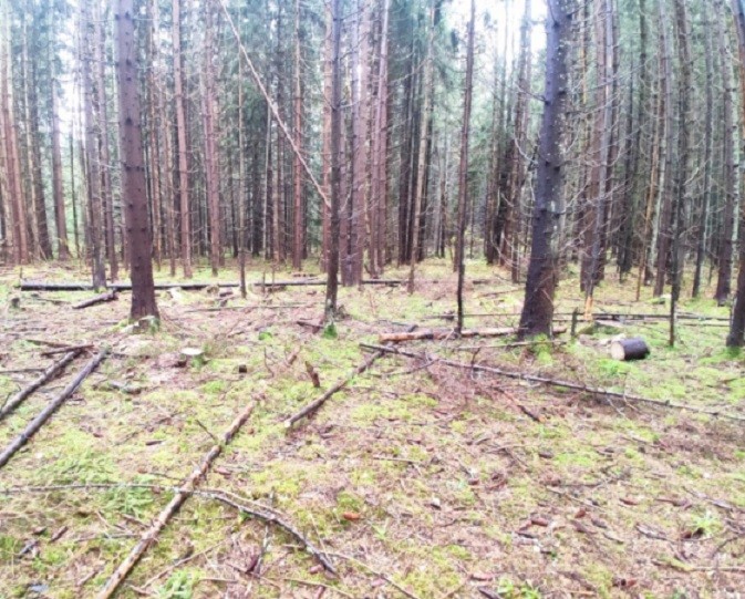 Житель Тверской области решил использовать для строительства незаконно срубленные деревья