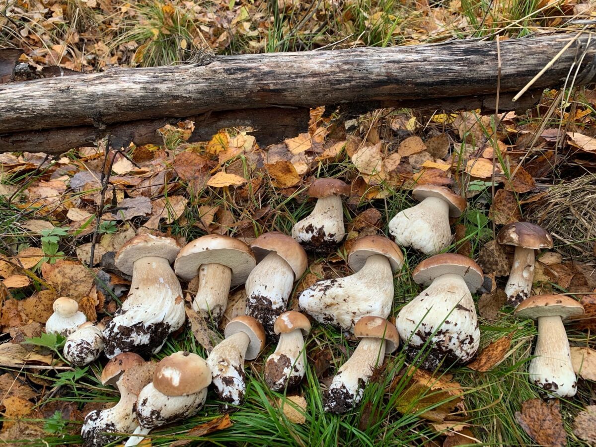 Эксперты рассказали, когда в Тверской области закончится грибной сезон