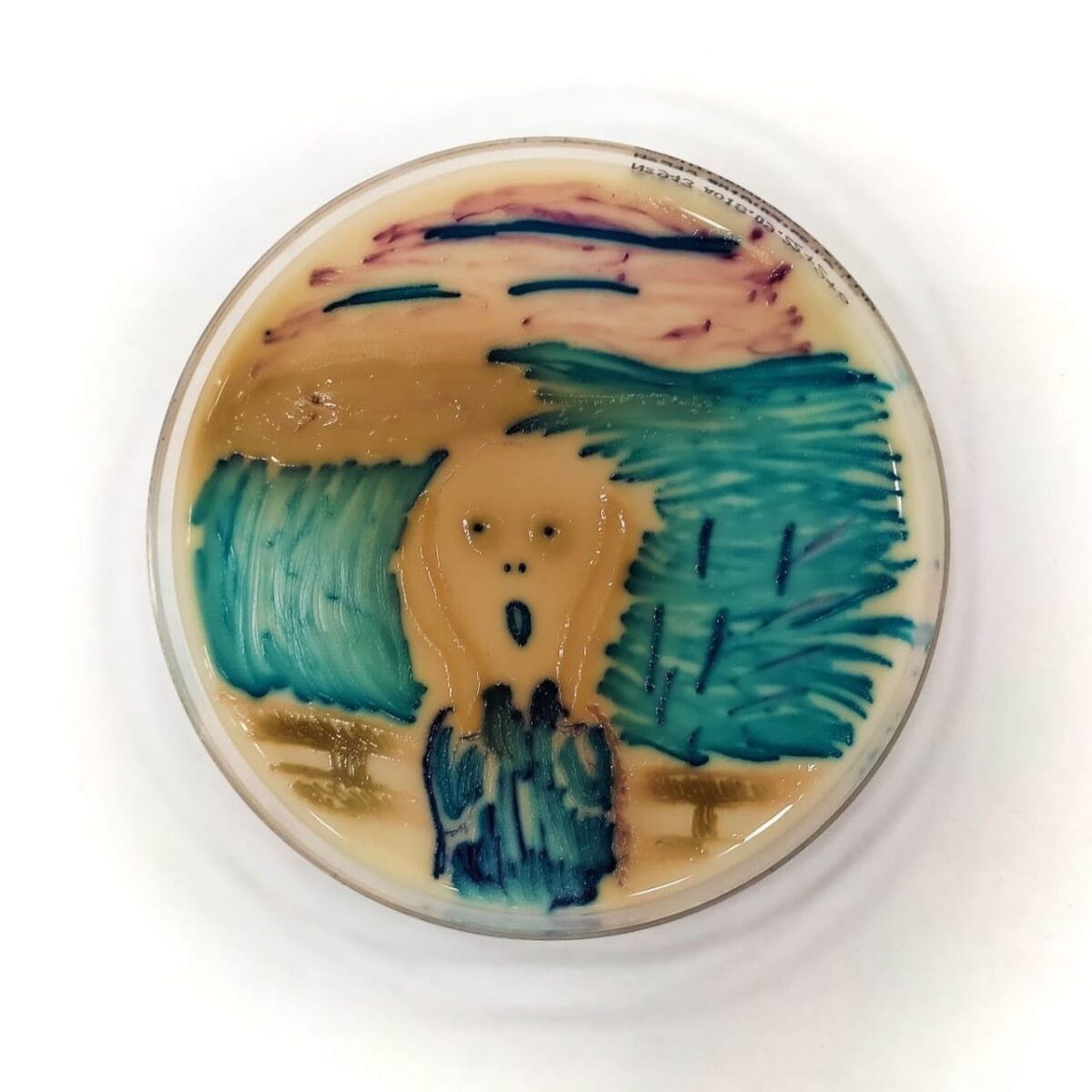 Тверской биолог создал картину Эдварда Мунка "Крик" под микроскопом