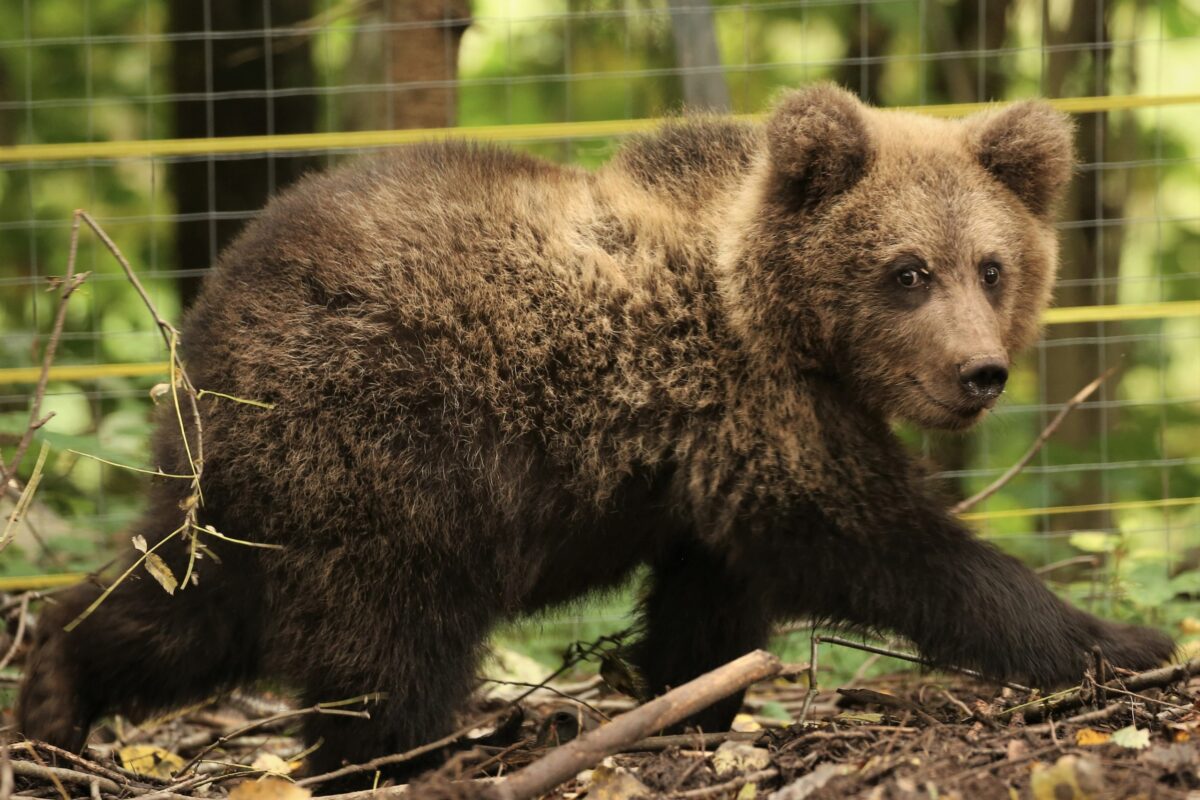 В Тверской области опубликовали видео, как медвежата принимают грязевые ванны В Тверской области опубликовали видео, как медвежата принимают грязевые ванны