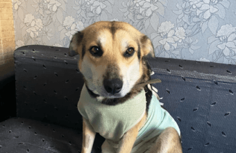 Собаку, хозяева которой питались ее щенками, отдают в добрые руки в Твери