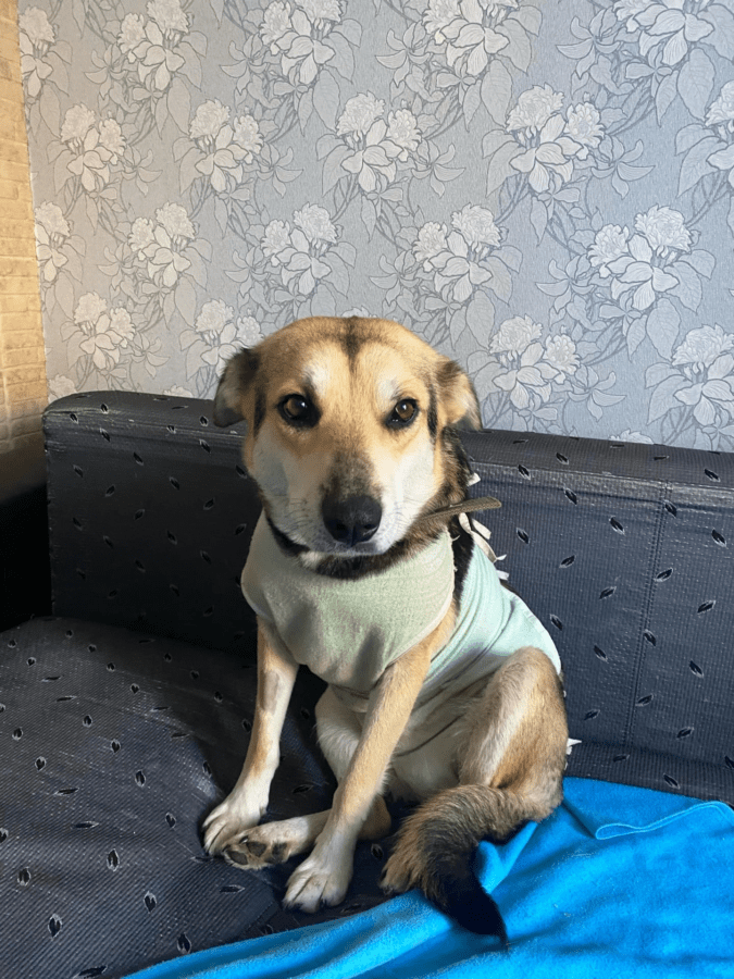 Собаку, хозяева которой питались ее щенками, отдают в добрые руки в Твери