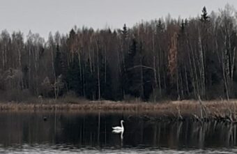 Одинокий лебедь в Тверской области растревожил охотников и чиновников Одинокий лебедь в Тверской области растревожил охотников и чиновников