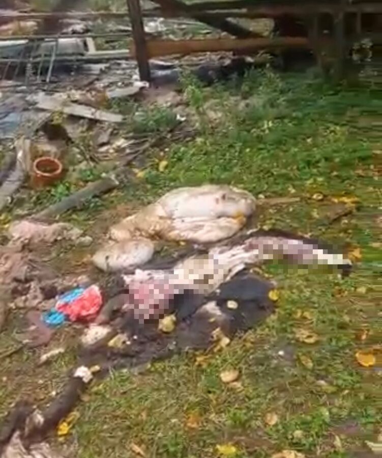 Жители деревни в Тверской области пожаловались на растерзанные трупы телят