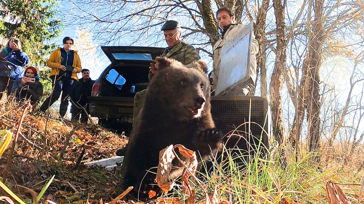 Жителям Тверской области рассказали, где выпустили друзей Ёжика и Веснушкина