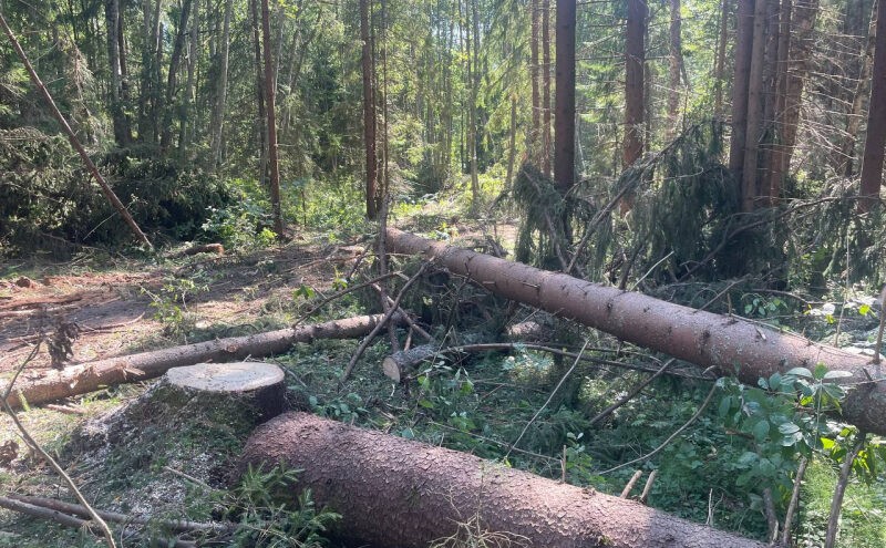 Житель Тверской области незаконно рубил и продавал лес