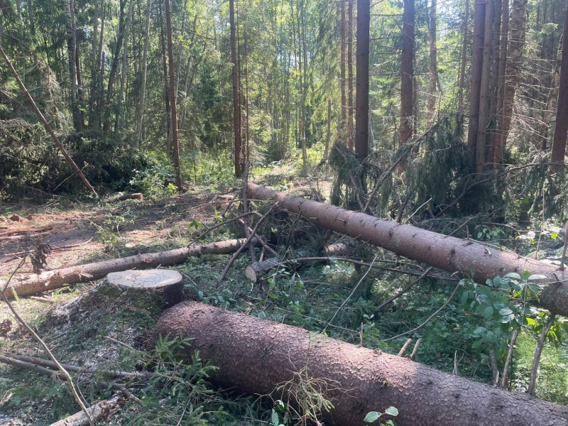 Житель Тверской области незаконно рубил и продавал лес