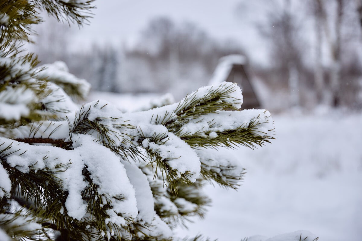 Жителям Тверской области рассказали, какой будет зима в этом году Жителям Тверской области рассказали, какой будет зима в этом году