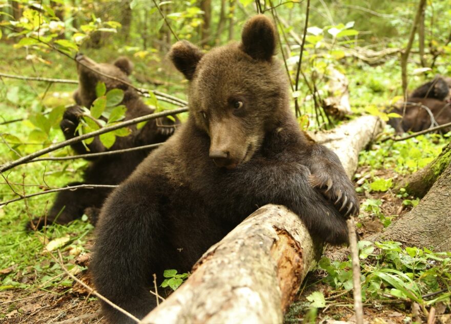 Центр спасения медвежат-сирот опубликовал новое забавное видео Центр спасения медвежат-сирот опубликовал новое забавное видео