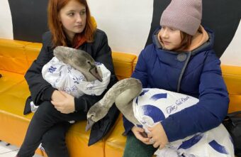 Биологи рассказали о дальнейшей судьбе спасенных в Тверской области лебедят Биологи рассказали о дальнейшей судьбе спасенных в Тверской области лебедят