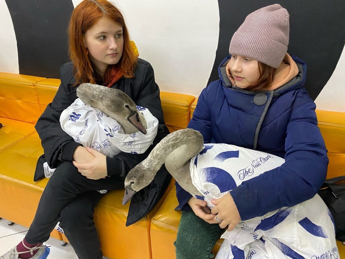 Биологи рассказали о дальнейшей судьбе спасенных в Тверской области лебедят Биологи рассказали о дальнейшей судьбе спасенных в Тверской области лебедят