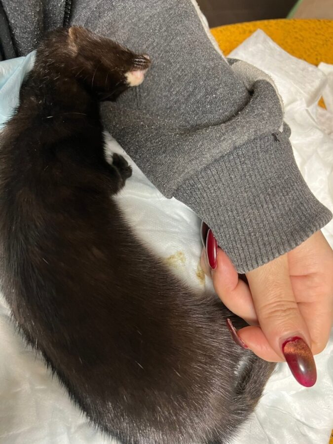 Биологи в Тверской области рассказали, как люди насмерть закормили маленькую норку