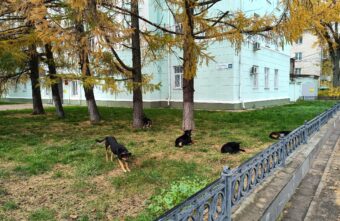 Ветеринары не нашли стаю собак, пытавшихся укусить человека в Твери