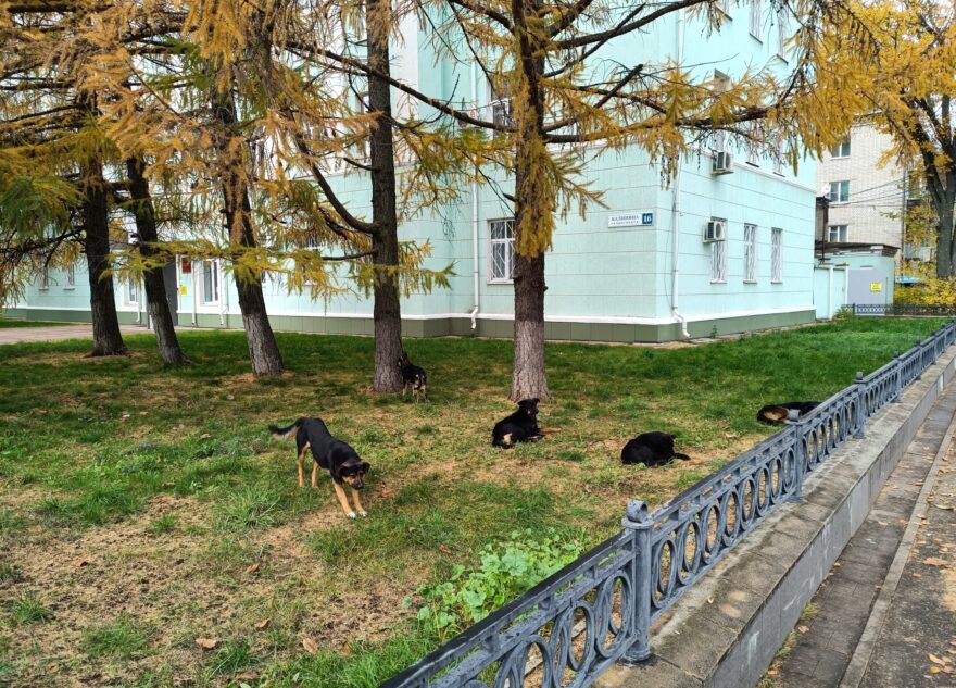 Ветеринары не нашли стаю собак, пытавшихся укусить человека в Твери Ветеринары не нашли стаю собак, пытавшихся укусить человека в Твери