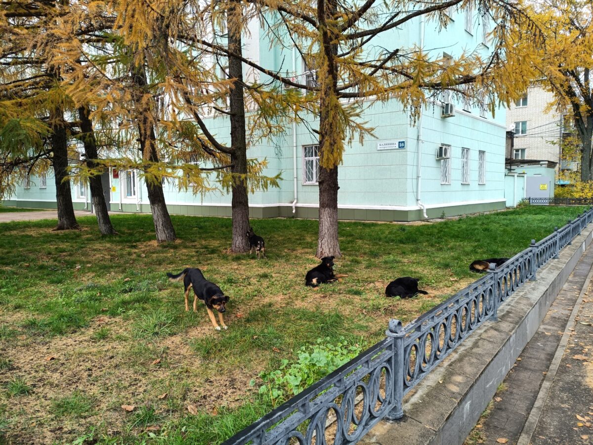 Ветеринары не нашли стаю собак, пытавшихся укусить человека в Твери Ветеринары не нашли стаю собак, пытавшихся укусить человека в Твери