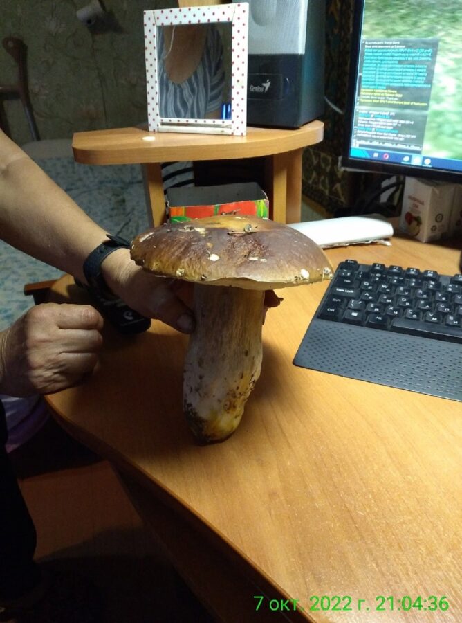 Жители Тверской области хвастаются огромными грибами