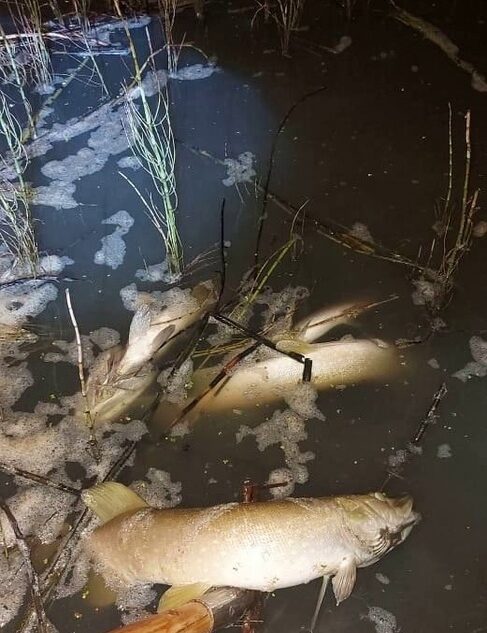 Предприятие в Тверской области загрязняет реку отходами