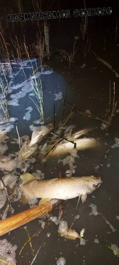 Предприятие в Тверской области загрязняет реку отходами