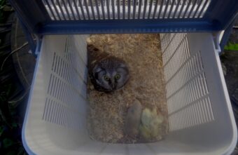 Биологи поблагодарили людей, которые спасли в Твери сыча   Биологи поблагодарили людей, которые спасли в Твери сыча