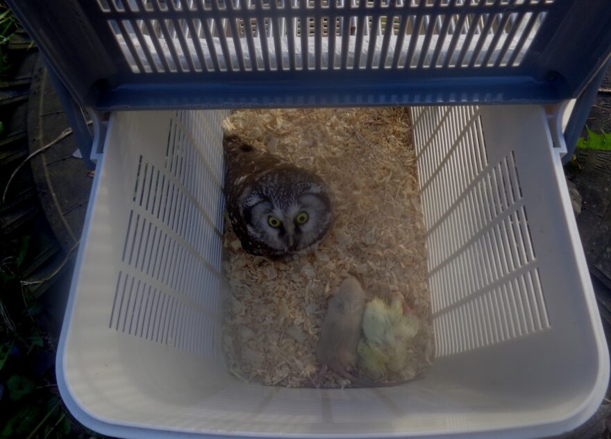 Биологи поблагодарили людей, которые спасли в Твери сыча  