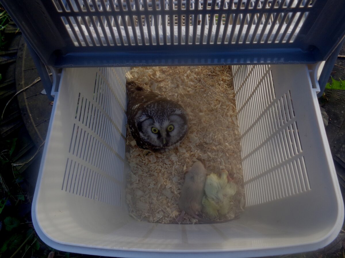 Биологи поблагодарили людей, которые спасли в Твери сыча  