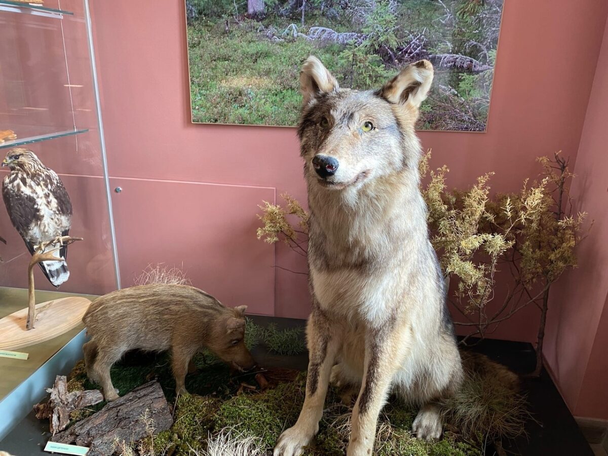 На выставке в Твери можно услышать голоса птиц