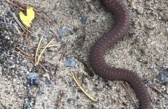 В Тверской области вновь активизировались гадюки В Тверской области вновь активизировались гадюки
