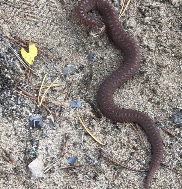 В Тверской области вновь активизировались гадюки