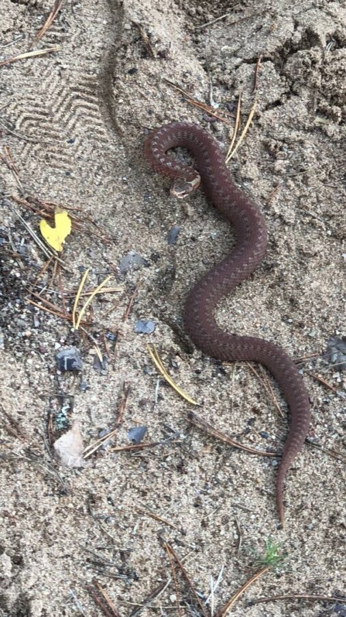 В Тверской области вновь активизировались гадюки