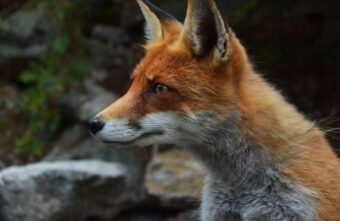 В Тверской области не стали знакомиться с общительной лисой В Тверской области не стали знакомиться с общительной лисой