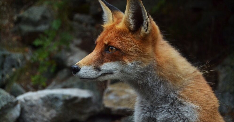 В Тверской области не стали знакомиться с общительной лисой