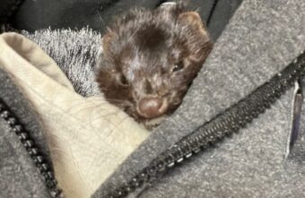 Биологи в Тверской области рассказали, как люди насмерть закормили маленькую норку Биологи в Тверской области рассказали, как люди насмерть закормили маленькую норку