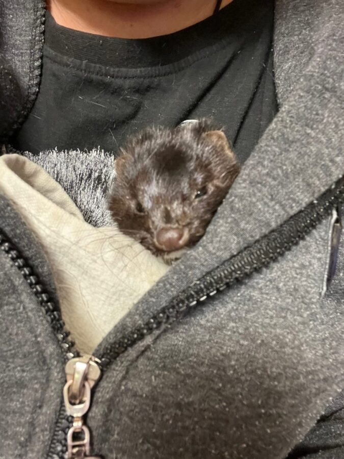 Биологи в Тверской области рассказали, как люди насмерть закормили маленькую норку