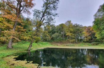Пропавшего в Тверской области мужчину нашли в пруду Пропавшего в Тверской области мужчину нашли в пруду