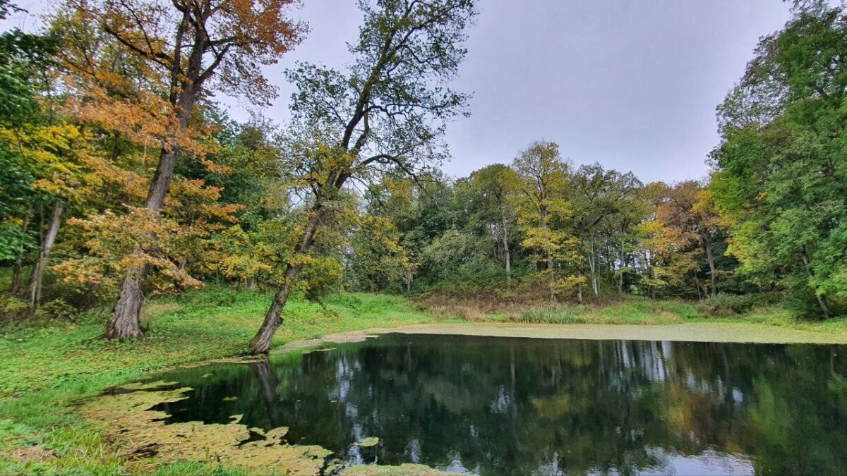 Пропавшего в Тверской области мужчину нашли в пруду Пропавшего в Тверской области мужчину нашли в пруду