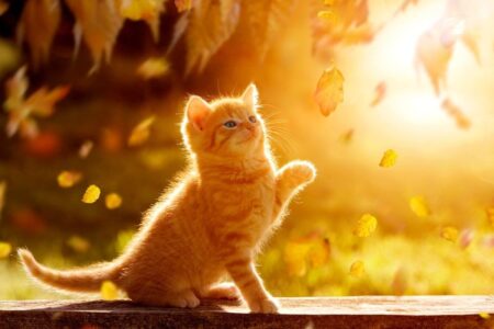 В Тверской области, наконец, наступит бабье лето