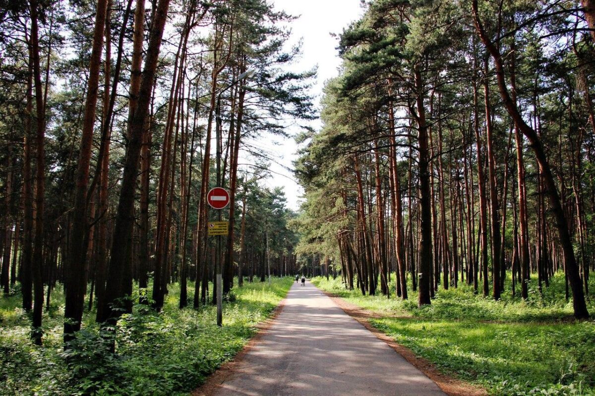 Жители Твери пожаловались на горожан, выгуливающих собак в Бобачевской роще Жители Твери пожаловались на горожан, выгуливающих собак в Бобачевской роще