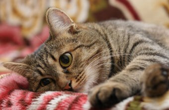 Житель Тверской области получил срок за жестокое убийство кошки своей жены