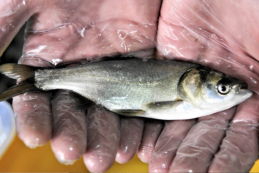 В водохранилище в Тверской области выпустили около 300 тысяч особей толстолобика В водохранилище в Тверской области выпустили около 300 тысяч особей толстолобика