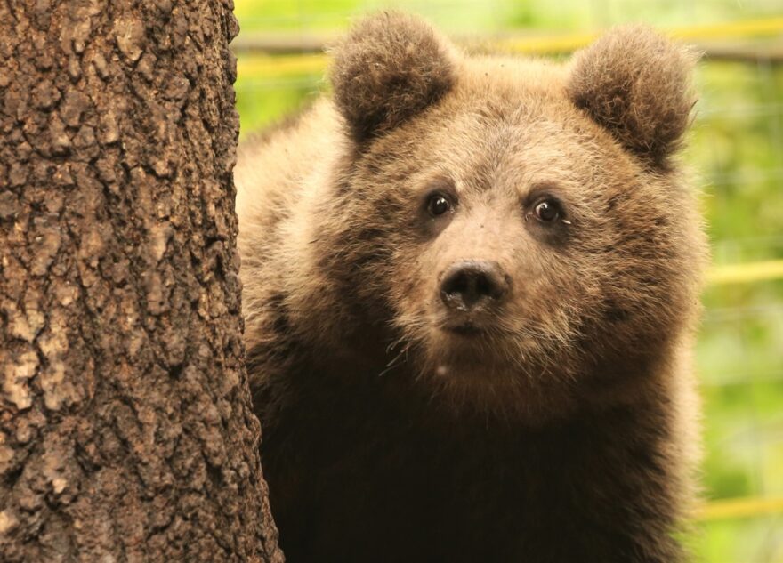 В Тверской области опубликовали видео спортивных медвежат В Тверской области опубликовали видео спортивных медвежат