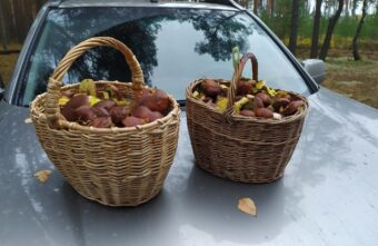 Эксперты рассказали, когда в Тверской области закончится грибной сезон