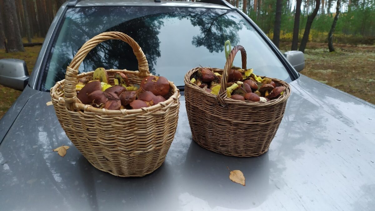 Эксперты рассказали, когда в Тверской области закончится грибной сезон